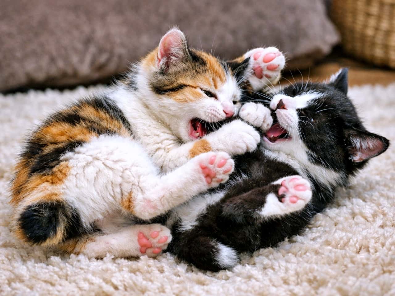 Two Japanese Bobtail kittens, a calico and a black-and-white, locked in a close-up playful tussle on a fluffy rug, open mouths and pink paw pads visible in an energetic freeze-frame. キャリコ柄と白黒の日本猫ボブテイルの子猫2匹が、ふわふわのラグの上で顔を寄せ合いながら激しくじゃれ合う様子。開いた口とピンクの肉球が印象的な躍動感ある瞬間