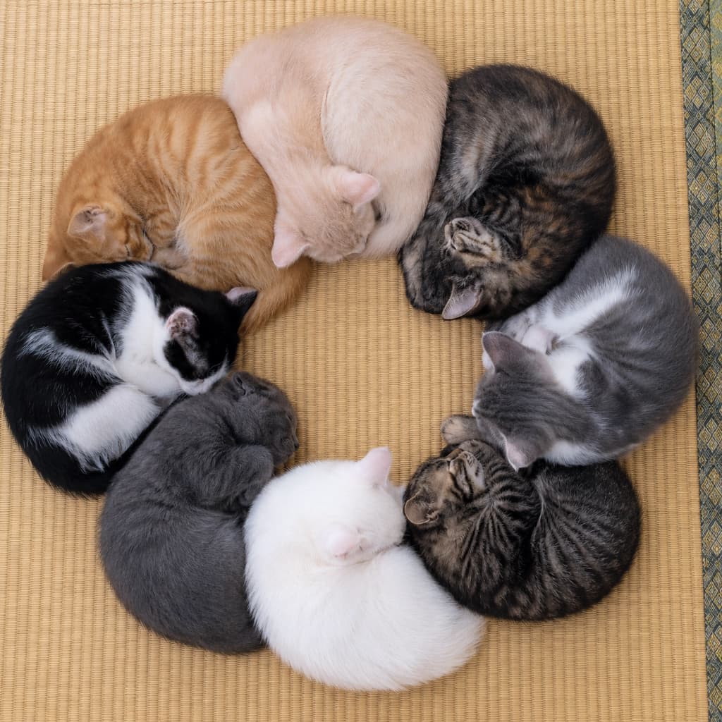 「猫ちゃんたちで作る幸せのカラーパレット🎨✨ 8匹がぴったりくっついて眠る奇跡の瞬間、あなたは何色の子が好きですか?🐈💖」Ultra-realistic high-quality top-down photograph of eight kittens of various colors—orange tabby, pale cream, two brown tabbies, silver-and-white, pure white, tuxedo, and solid grey—sleeping curled up in a perfect ring on a tatami mat. The overhead perspective emphasizes the striking contrast of their different fur colors and patterns, looking like a beautiful living art piece. 畳の上で、茶トラ、淡いクリーム、2匹のキジトラ、サバ白、白、ハチワレ(黒白)、グレーの合計8匹の子猫たちが、まるで色彩のパレットのように完璧な円を描いて丸まり、ぐっすりと眠っています。真上からのアングルにより、猫たちの異なる被毛の色や模様のコントラストが際立ち、一つの美しいアート作品のような仕上がりになっています