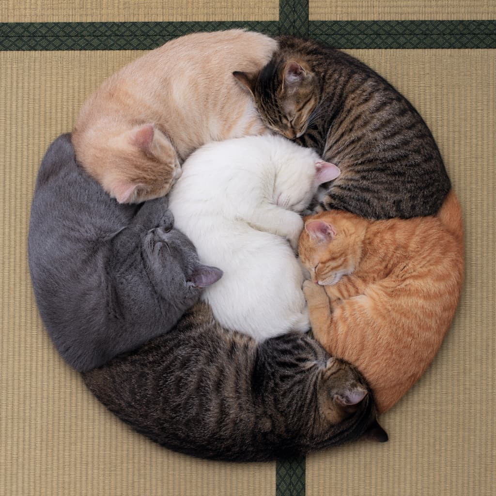 「芸術点100点満点!💮 畳の上で綺麗なサークルを作って眠る猫たち。ニャンモナイトの進化系ですね🌀💤」Ultra-realistic high-quality top-down photograph of five adult cats, including orange tabby, brown tabby, pure white, and Russian Blue-like grey, sleeping curled up together to form a perfect circle on traditional Japanese Ryukyu tatami mats. The overhead angle highlights their supple bodies, beautiful fur patterns, and the artistic, symmetrical composition. 規則正しい織り目が美しい琉球畳の上で、茶トラ、キジトラ、純白、ロシアンブルー風のグレーの毛色を持つ5匹の成猫たちが、お互いのお尻に顔をうずめるようにして見事な円(ドーナツ型)を描いて眠っています。上からの俯瞰)アングルが、猫たちのしなやかな体と美しい毛並み、そして芸術的な構図を強調しています