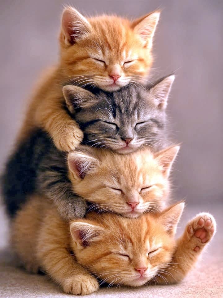 「ぴょこんと足がこんにちは♪ ふわふわタワーで夢見心地！」Four kittens—orange and gray—form a vertical stack, each one nestled on top of the other. The top kitten rests its paws on the gray sibling below, while the bottom kitten stretches one paw upward. Soft lighting and macro focus enhance the cozy, ultra-realistic textures. オレンジとグレーの子猫4匹が縦に積み重なり、ふわふわのタワーを作っています。上の子猫はグレーの兄弟に前足を乗せ、下の子猫は片足をぴょこんと伸ばしてリラックス。柔らかな光が毛並みの質感を際立たせています