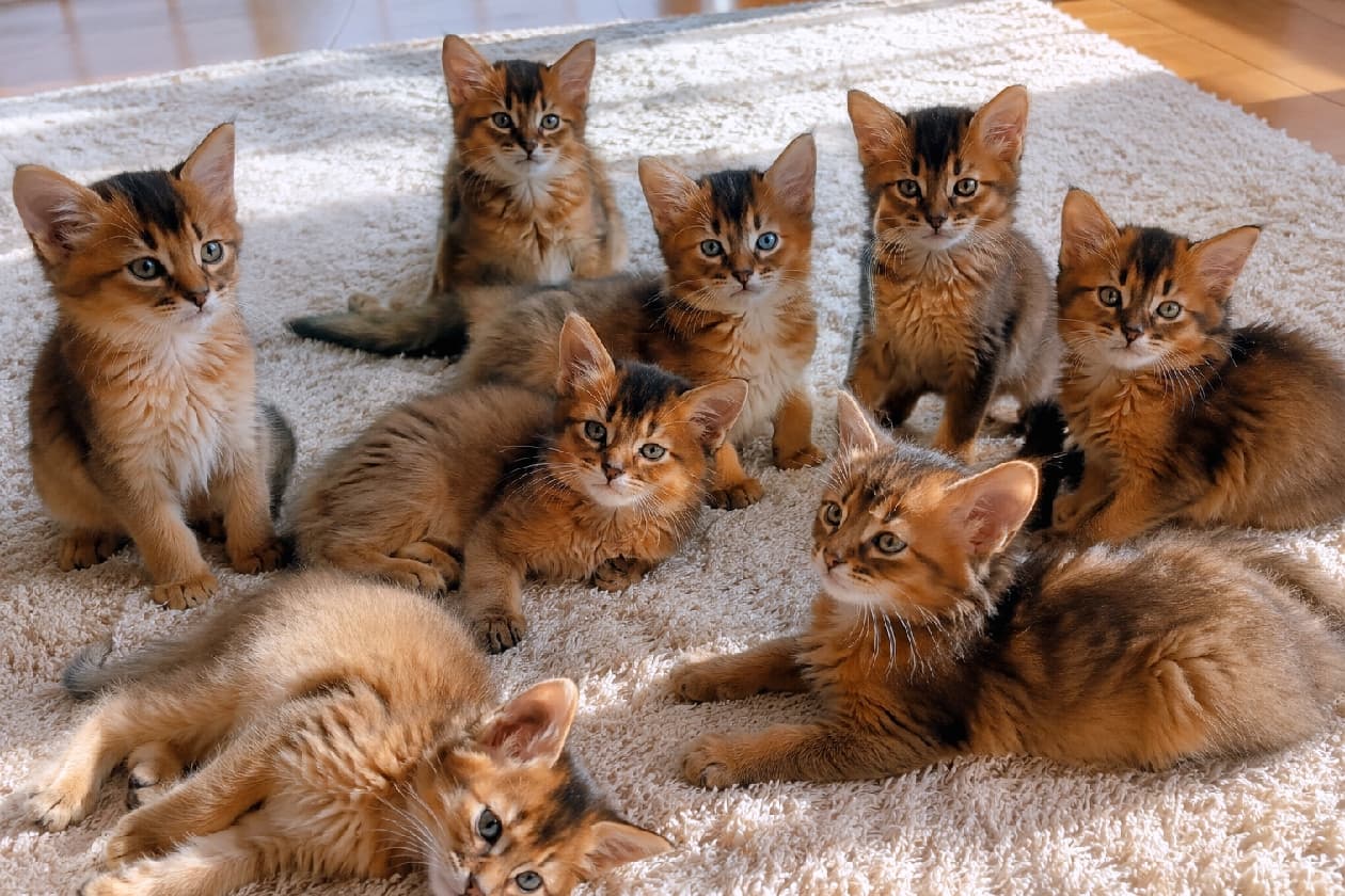 「陽だまりの中で、8匹のソマリっ子がまったり🐈✨ みんなで見つめて、視線泥棒間違いなし!💕 #ソマリ #子猫 #猫のいる暮らし」Eight adorable Somali kittens are gathered on a fluffy cream-colored rug. Soft morning light streams in from the right, beautifully highlighting the detailed texture of their warm, fox-like ruddy coats. Many kittens gaze curiously and directly at the camera, their large, perked ears and sparkling golden eyes creating a strong impression. They take various relaxed poses, such as lying on their sides and sprawling on their tummies, richly depicting a warm and peaceful morning scene leading to the wooden floor in the background. Ultra-realistic high-quality photograph. ふかふかのクリーム色のラグの上に、8匹の愛らしいソマリの子猫たちが集まっています。朝の柔らかな自然光が右側から差し込み、子猫たちの温かみのあるキツネ色の被毛(ルディ)の緻密なテクスチャを美しく際立たせています。多くの子猫が好奇心旺盛にカメラをじっと見つめており、ピンと立った大きな耳、くりくりとしたゴールドの瞳が印象的です。ゴロンと横になったり、お腹をつけて寝そべったりと、思い思いのポーズをとっており、背景のフローリングへと続く、温かく穏やかな朝の情景を豊かに描写しています