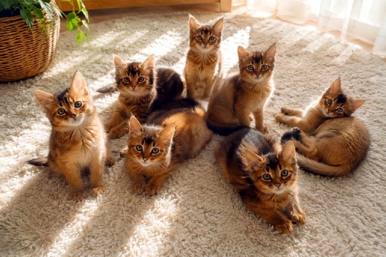 「朝のぽかぽか陽気のなか、みんなでまったりニャ🐾✨ モフモフなソマリの子猫たちの熱い視線にキュンとしちゃう至福のひとときです☀️💕 #ソマリ #子猫 #猫のいる暮らし」Ultra-realistic high-quality photograph of a group of fluffy ruddy Somali kittens relaxing on a cream shaggy rug bathed in soft morning light and window shadows. The kittens, featuring large ears and sparkling round eyes, are posing uniquely in a warm, peaceful room with a potted green plant in a woven basket on the left. 朝の柔らかな日差しとブラインドの影が落ちるふかふかのクリーム色のラグの上で、一斉にこちらを見つめるソマリの子猫たち。特徴的なふさふさとしたキツネ色(ルディ)の被毛、ピンと立った大きな耳、好奇心旺盛なくりくりの丸い瞳が緻密に描写されています。お座りや寝そべりなど思い思いのポーズをとる子猫たちの左側には、緑豊かな観葉植物が入ったカゴが配置され、温かく穏やかな朝の情景を美しく捉えています