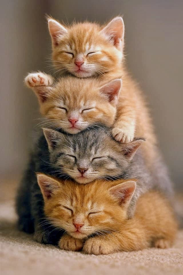 「ふわふわタワーでぬくぬく♪ そっと添えたおててにキュン！」Four kittens—three orange tabbies and one gray-striped—are stacked vertically like a fluffy tower. Each kitten rests its head on the one below, with the top kitten gently placing a paw on its sibling. Soft lighting and macro detail highlight their ultra-realistic fur and serene expressions. オレンジのトラ猫3匹とグレー縞模様の子猫1匹が、ふわふわのタワーのように縦に積み重なって眠っています。上の子猫がそっと前足を下の子に添え、柔らかな光がリアルな毛並みと穏やかな表情を引き立てています
