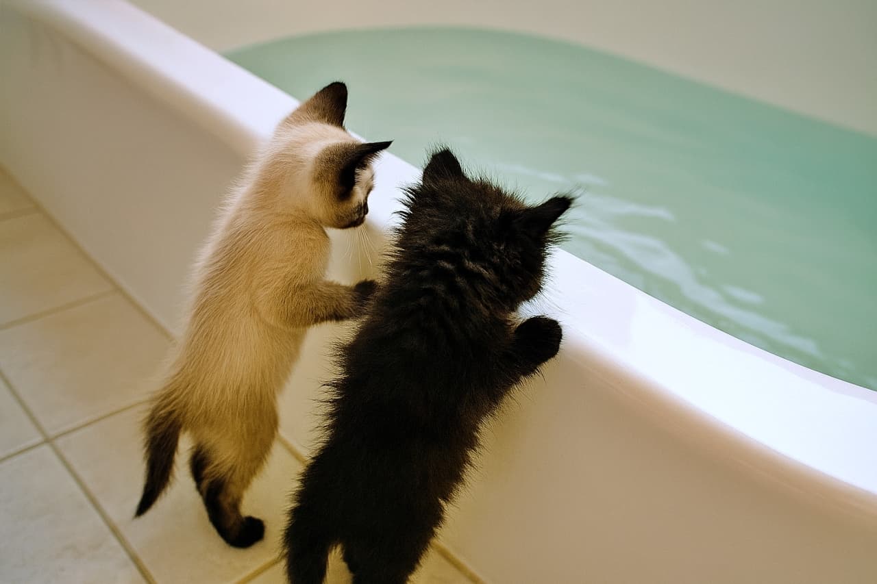 Two kittens standing on a tiled floor, stretching up to look over the edge of a bathtub filled with water. 水が張られたバスタブのふちに前足をかけて、床から背伸びして中をのぞく2匹の子猫