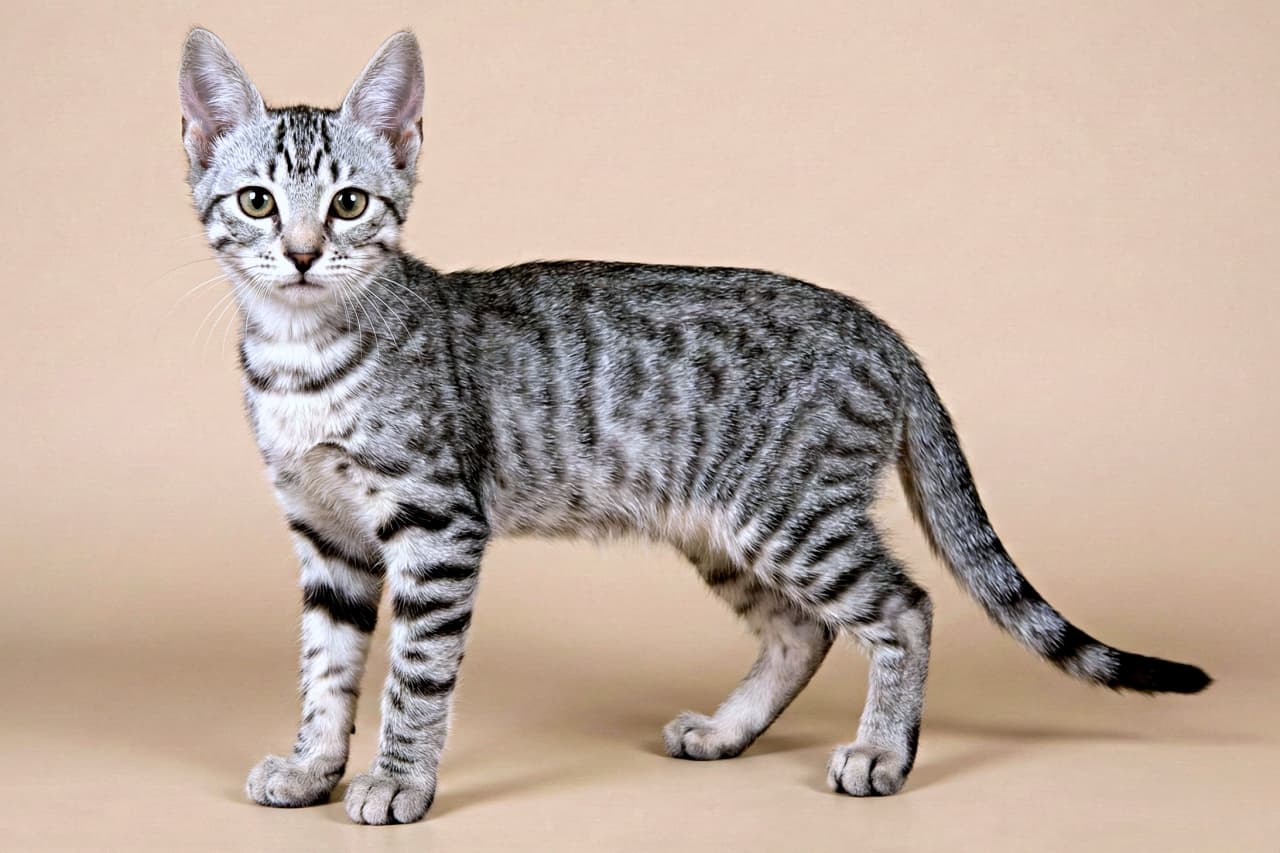 「スラリと成長中♡ ちびトラモデル、ポーズもキマってる！」Portrait of a 3-month-old silver mackerel tabby domestic shorthair kitten standing confidently on a neutral background. Its body appears long and lean, with tall ears, long legs, and distinct vertical tiger-like stripes. ニュートラルな背景の上で堂々と立つ、生後3か月の銀サバ縞の短毛子猫のポートレート。体は細長く、脚は長く、耳は頭に対して大きく、縦に走る虎のような縞模様がくっきりと見える