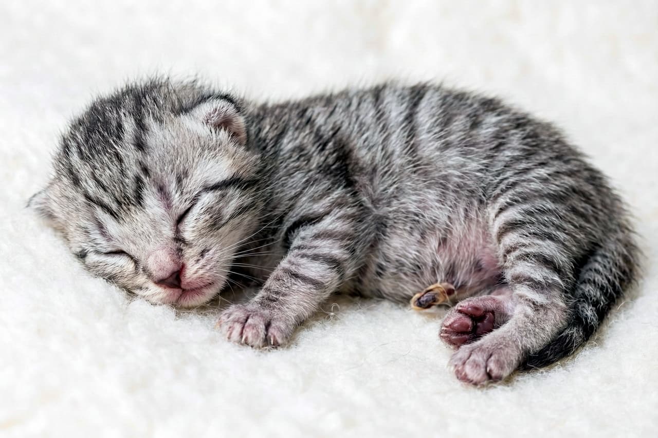 「命のはじまり、そっと撮影♡ ちいさな縞模様に感動の1日目！」Macro photo of a 1-day-old silver mackerel tabby domestic shorthair kitten sleeping on a white blanket. Its eyes are tightly closed, ears folded flat, wet fur shows distinct vertical stripes, with visible umbilical cord, pink nose and paws. 白い毛布の上で眠る、生後1日の銀色サバ縞の短毛子猫のマクロ写真。目はしっかり閉じ、耳はぺたんと伏せ、濡れた毛並みに縦縞がくっきり。へその緒、ピンクの鼻と肉球も見える超リアルな一枚