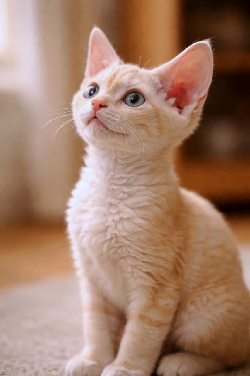 「見上げるその先には、きっと楽しい予感。デボンレックスの小さな好奇心、全開です🐾」A cream-colored Devon Rex kitten sitting indoors, looking upward with a bright and curious expression, softly lit by warm indoor light. 室内で座り、明るく好奇心いっぱいの表情で見上げるクリーム色のデボンレックスの子猫。やわらかな室内光に包まれている