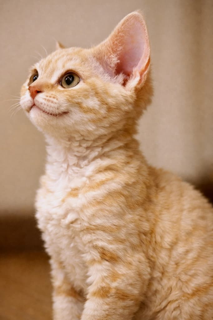 A cream-colored Devon Rex kitten sitting indoors and looking upward with a curious expression. The side profile of the kitten’s head and upper body is visible under soft warm lighting. One ear is clearly standing upright, while the other ear is incompletely rendered and appears partially missing due to a generation error, making this image an example of a failed depiction. 室内で座り、好奇心のある表情で見上げているクリーム色のデボンレックスの子猫。頭部から上半身までの横向きの姿が、柔らかな暖色の照明で写っている。片方の耳ははっきり立っている一方、もう片方の耳は生成ミスにより描写が不完全で、一部欠損しているように見える失敗事例の画像