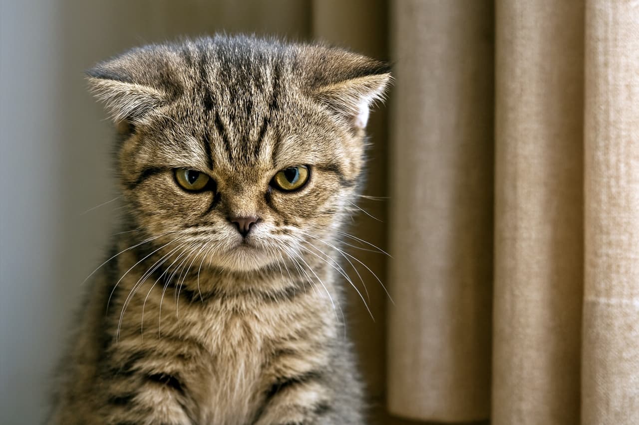 「ちょっと!そのカーテン、許さないんだから!」A photorealistic tabby kitten with flattened ears glaring angrily at beige curtains, captured in natural soft lighting. 自然光の中で、耳を伏せてカーテンをにらみつけるリアルなタビ柄子猫の姿