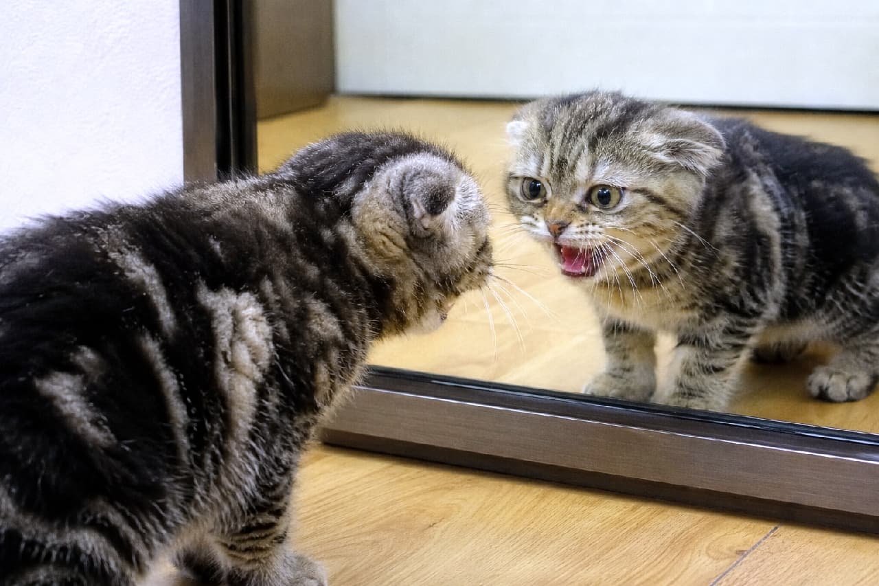 「「お前は誰だニャ!」初めての鏡に大パニックのやんちゃっ子🙀💥 #子猫 #スコティッシュフォールド #猫のいる暮らし」Ultra-realistic high-quality photograph of a fold-eared brown tabby Scottish Fold kitten aggressively hissing at its own reflection in a mirror, showing its teeth and wide eyes on a wooden floor. 木の床に置かれた鏡に向かって、「シャー!」と激しく威嚇するスコティッシュフォールド(折れ耳)のキジトラ子猫。鋭い牙や大きく見開かれた目、鏡に鮮明に映る緊迫した表情とピンと張ったヒゲまでが克明に描写された高画質写真