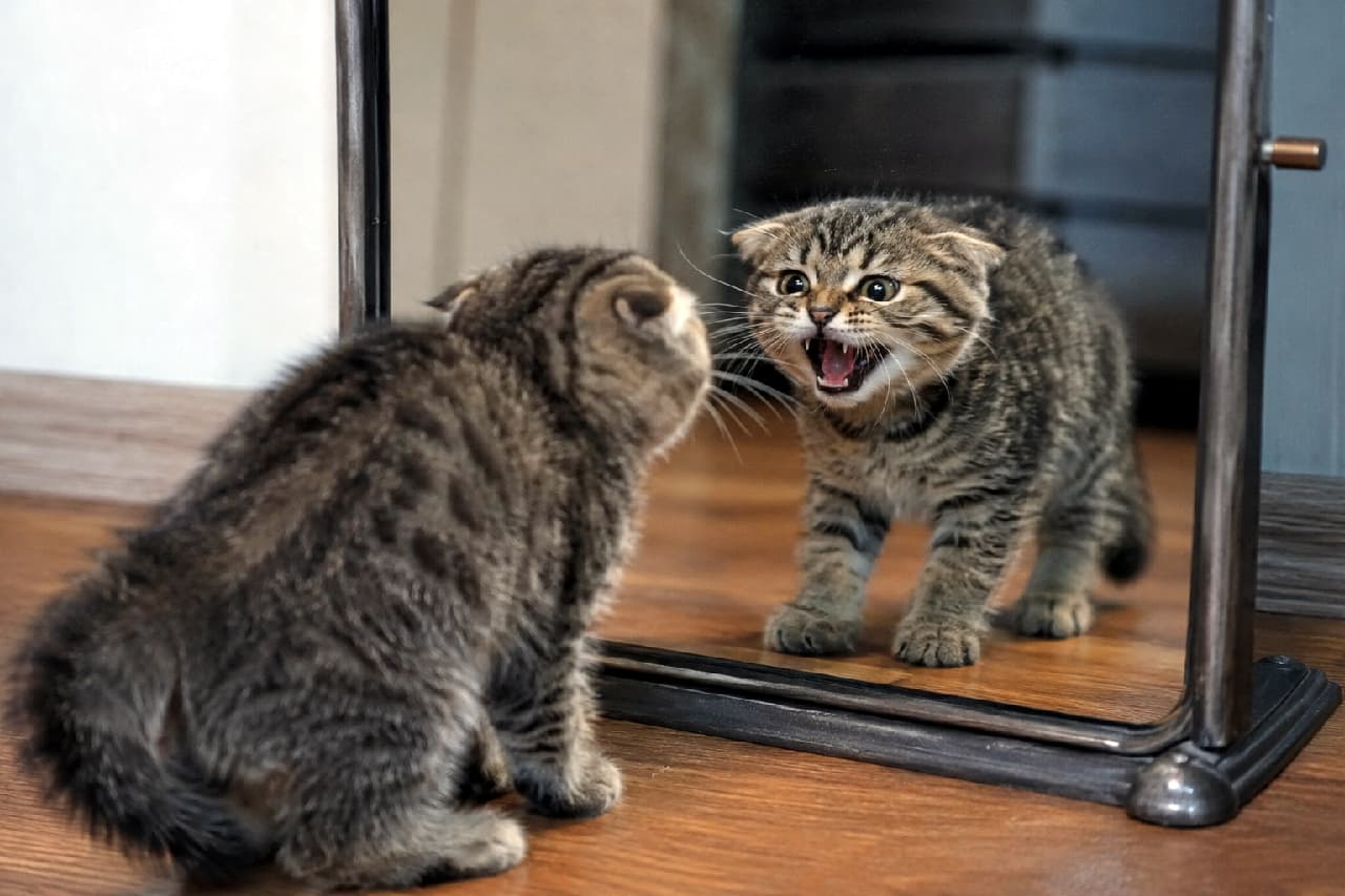 「しっぽがポンポン!全力で強がってる姿が愛おしすぎる🥺💖 #子猫 #威嚇中 #猫のしっぽ」Ultra-realistic high-quality photograph of a brown tabby kitten with a puffed-up tail facing a stand mirror. The kitten's tense posture and hissing reflection are perfectly captured on a wooden floor. 角度調整可能なスタンドミラーの前に立ち、尻尾をタヌキのように極限まで膨らませて鏡の中の自分を威嚇するキジトラの子猫。フローリングの床と、ガラス越しに映る子猫の真剣で少し怯えたような表情がリアルに描写されています
