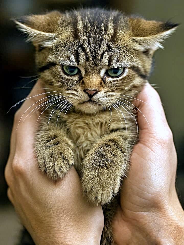 「やめてよ〜!抱っこ拒否の全力アピール、耳ぺたんこで抗議中!」A photorealistic close-up of a small tabby kitten with flattened ears, wide eyes, and tucked paws, being gently held by two human hands. The kitten appears tense and uncomfortable, struggling subtly against the embrace. 耳を伏せて目を見開いたキジトラ子猫が、前足をすぼめながら人の両手に優しく抱えられている写実的なクローズアップ。子猫は緊張した様子で、抱っこに抵抗しているように見える