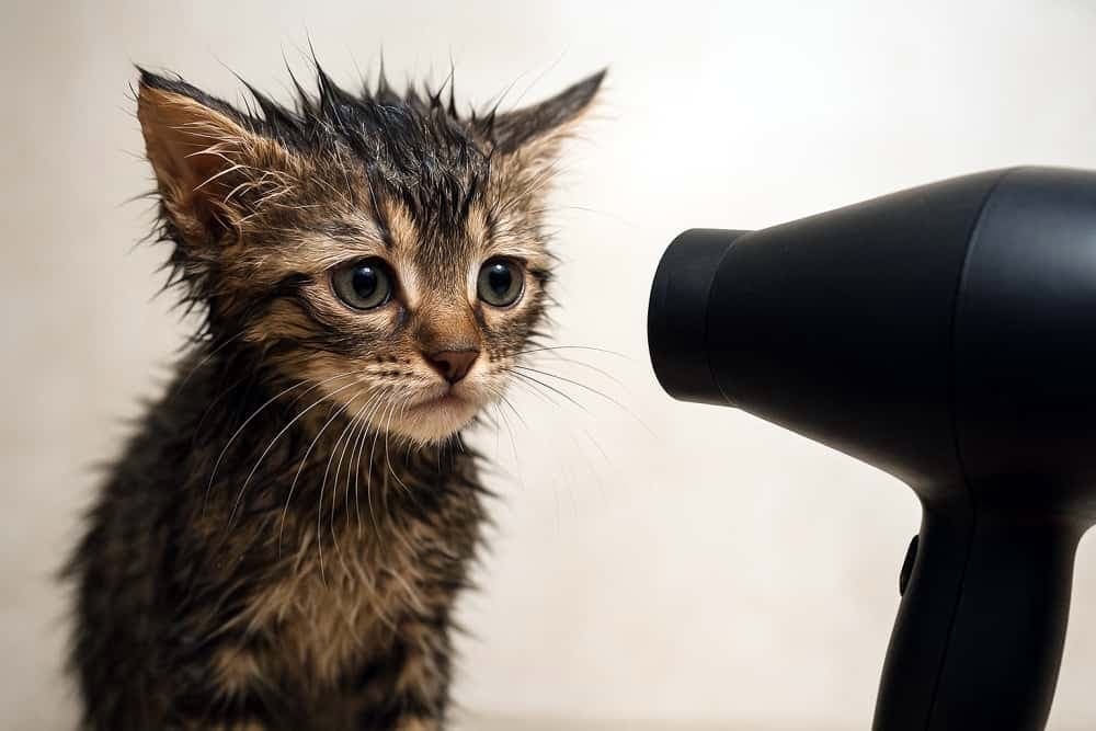 「「え、何この音…?」お風呂上がり、謎の強風マシーンに遭遇してフリーズ中の子猫ちゃん🥺💦」A close-up, photorealistic photograph of a wet tabby kitten with matted fur, its ears flattened, staring with wide, confused, and slightly anxious eyes at a black hair dryer pointed directly at its face. お風呂上がりで全身の毛が濡れて束になったキジトラの子猫が、目の前に突きつけられた黒いヘアドライヤーを大きな目で凝視しているクローズアップ。耳を伏せ、何が起こっているのか理解できないといった、少し不安で困惑したような表情を浮かべて固まっています