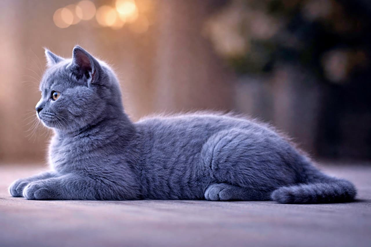 「静かにたたずむシャルトリューの子猫。完璧な横顔とふわふわブルーがたまらない一枚🐾」A photorealistic wide photo of a Chartreux kitten with a blue coat, lying in a sphinx-like resting position in a perfect 90-degree side profile, facing left, with soft cinematic indoor lighting and a bokeh background. ブルーの被毛を持つシャルトリューの子猫が、室内の柔らかなシネマティック照明の中、左向きの完全な横顔でスフィンクス座りをしているリアルな写真