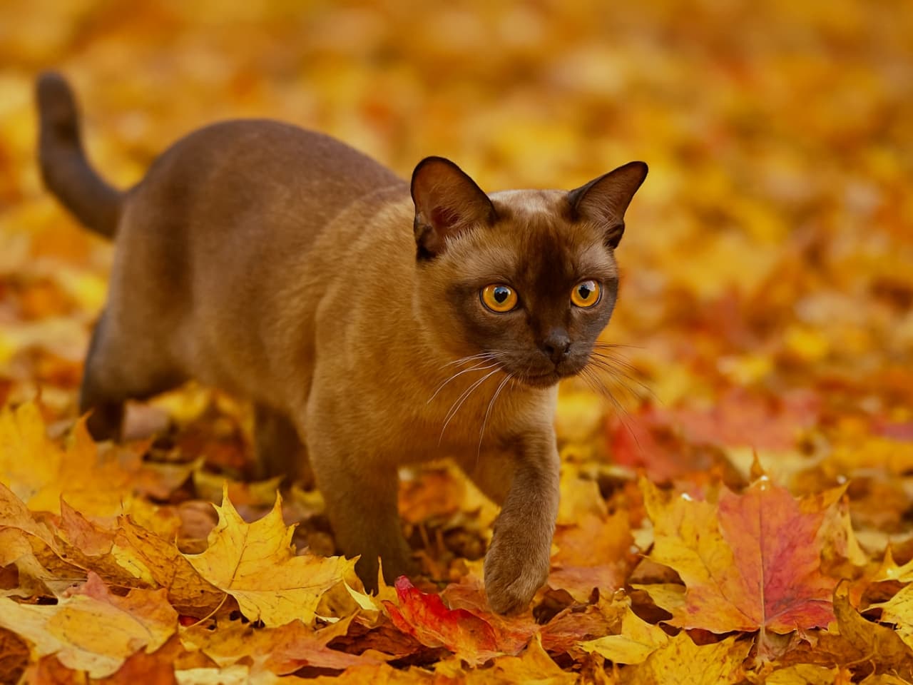 🍂「秋の落ち葉に夢中!バーミーズの好奇心が止まらない✨」A photorealistic Burmese cat walking curiously through a pile of crisp golden and red autumn leaves, pausing as the rustling sound catches its attention. フォトリアルなバーミーズ猫が、黄金色と赤の秋の落ち葉の山を好奇心いっぱいに歩き、カサカサと鳴る音に耳を傾けている