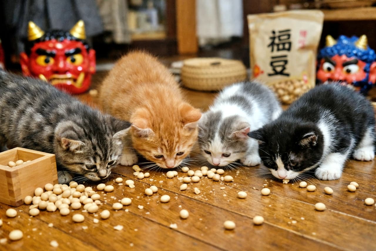 「豆まきの後は、子猫たちの現地調査タイム。福は、すでに集まりすぎています🐾」Several kittens carefully inspecting soybeans scattered on a wooden floor after a Setsubun bean-throwing event, indoor photorealistic scene. 節分の豆まき後、床に散らばった福豆を興味津々で調べる複数の子猫たちの室内フォトリアルなシーン