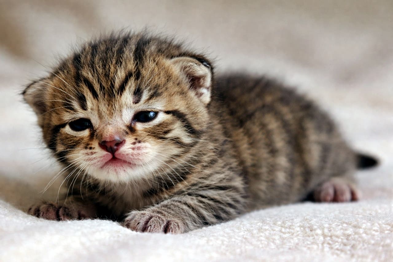 「目がちょっと開いた記念日。世界をのぞき始めた、生後1週間の小さな冒険家🐾」A one-week-old brown tabby kitten lying on a soft blanket, with eyes just beginning to open and partially unfolded ears, photographed in natural soft light. やわらかな毛布の上で横たわり、目が少し開き始めた生後1週間のキジトラ子猫。自然光で撮影されたリアルな写真