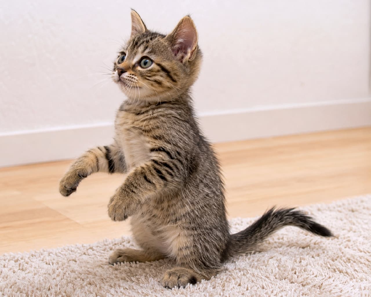 「「なになに〜!?」って声が聞こえそう！🐾二足立ちで何かを必死に追うキジトラ子猫の好奇心満載ショット💕✨ #猫のいる暮らし」Ultra-realistic high-quality photograph of a brown tabby kitten with dense, detailed fur and erect ears, rising on its hind legs with front paws lifted on a beige rug, captured from a side profile in soft natural indoor lighting against a minimal clean wall background. 明るい木目調のフローリングと清潔感ある白壁の室内で、ラグの上に立つキジトラ（ミックス/短毛種）の子猫。ブラウンと黒の美しいタビー模様とフワフワの毛並み、ピンと立った大きな耳、淡いグリーンの瞳が印象的で、後ろ足で立ち上がり前足を少し浮かせた好奇心あふれる瞬間を、柔らかい室内光が包み込む高画質リアル写真