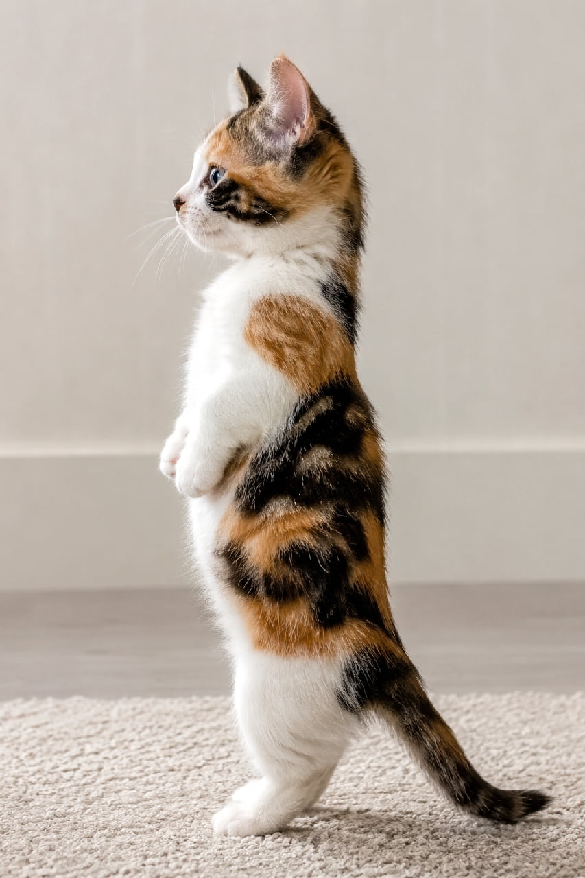 「ミーアキャット!? いいえ、マンチカンです！🐾二足立ちの完璧な横顔、かわいすぎて反則級💖 #猫のいる暮らし」Ultra-realistic high-quality photograph of a calico Munchkin kitten with distinct white, orange, and black fur patches, standing perfectly upright in a meerkat-like pose on its hind legs with front paws held close to its chest. The kitten is captured in a perfect 90-degree left-facing side profile against a simple grey wall and textured beige rug, lit by soft natural indoor light. The ears are sharp and upright, with clear blue-green eyes. 柔らかい自然な室内光に包まれた、完璧なミーアキャットのような二足立ち（直立）をする三毛のマンチカンの子猫。白、オレンジ、黒の美しいパッチ模様を持つ詳細な被毛が際立ち、左を向いた完璧な90度の横顔構図。前足を胸の前に揃え、シャープに直立した大きな耳と好奇心旺盛な青緑色の瞳が捉えられている。背景にはグレーの壁とテクスチャのあるベージュのラグ
