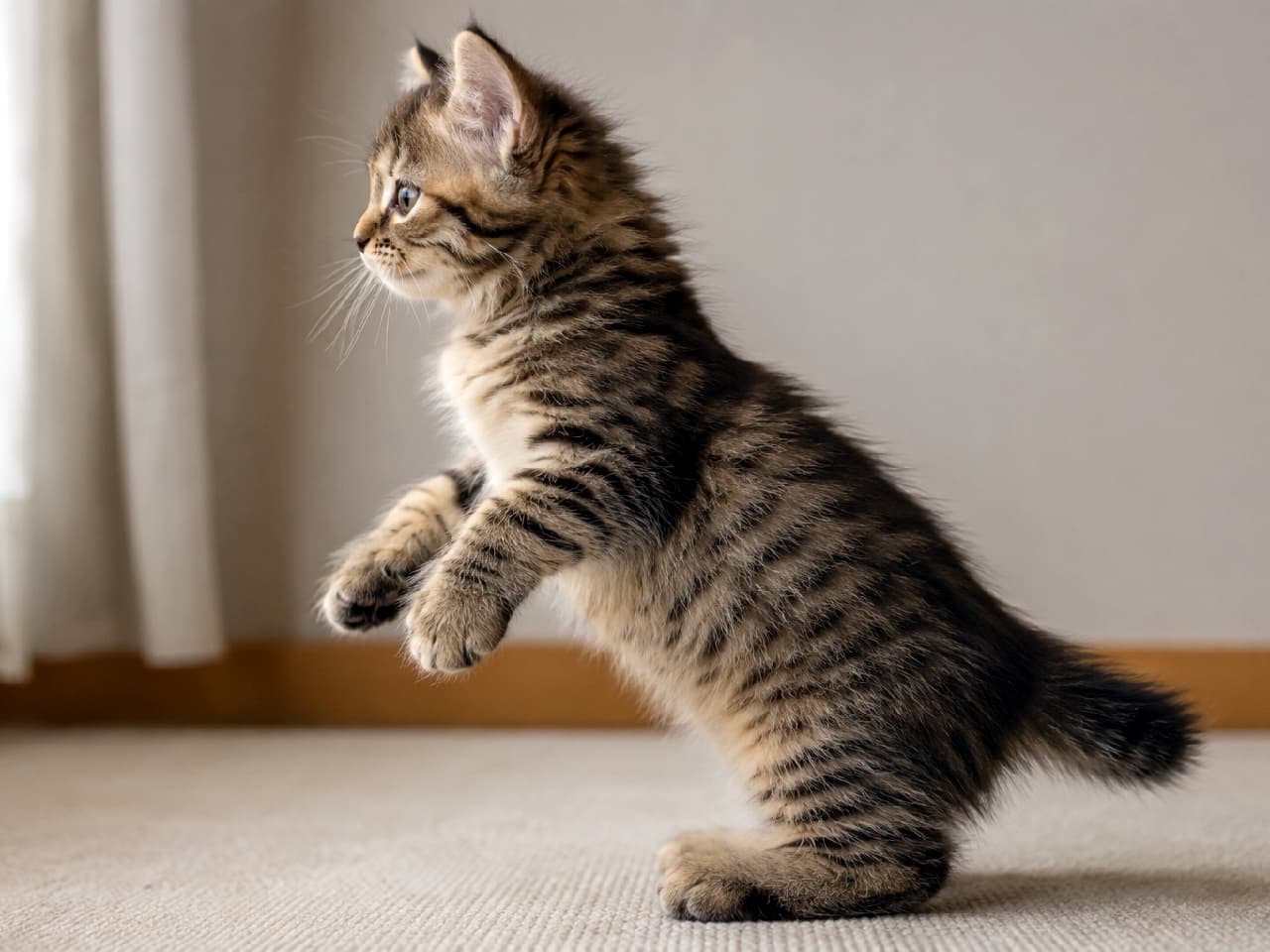 「「なになに〜!?」って、立ち上がっちゃう！好奇心いっぱいのキムリックちゃんに癒される🐾💕 #キムリック #子猫 #立ち猫 #にゃんすたぐらむ #猫のいる暮らし」An ultra-realistic high-quality photograph captures a Cymric kitten with detailed brown tabby fur, beginning to rise on its hind legs with its front paws lifted off the ground, in a perfect 90-degree side profile facing left. The kitten's soft fur, upright ears, and curious eyes are in sharp focus, capturing the slightly unbalanced transitional movement on a beige carpet against a simple wall with soft indoor lighting. 柔らかい自然光に照らされた室内で、ブラウンタビーのキムリックの子猫が、後ろ足で立ち上がろうと前足を浮かせた移行ポーズを90度の左向き真横から捉えた高解像度写真。ふんわりとした毛並み、ピンと立った耳、好奇心旺盛な瞳が鮮明で、不安定ながらも力強い動きの瞬間が、シンプルな壁とカーペットを背景に描かれている