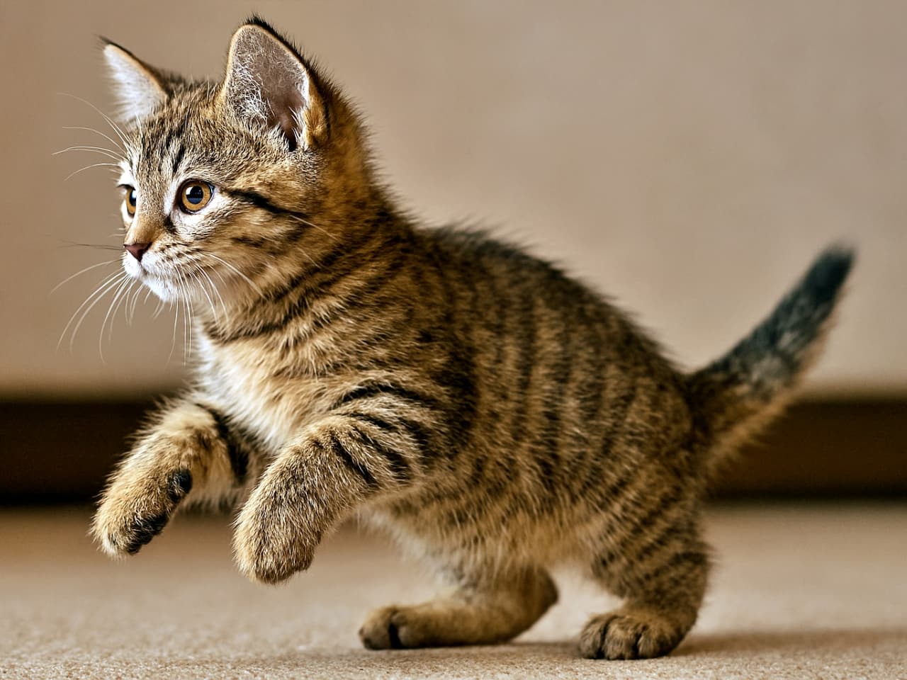 A classic tabby Pixiebob kitten caught mid-motion as it begins to rise on its hind legs, viewed from a sharp side angle with ears upright and full body visible in soft indoor lighting. クラシックタビー柄のピクシーボブ子猫が後ろ足で立ち上がろうとする瞬間を捉えた写真。鋭い横向きの角度から全身が見え、耳は立ち、室内の柔らかな光に包まれている