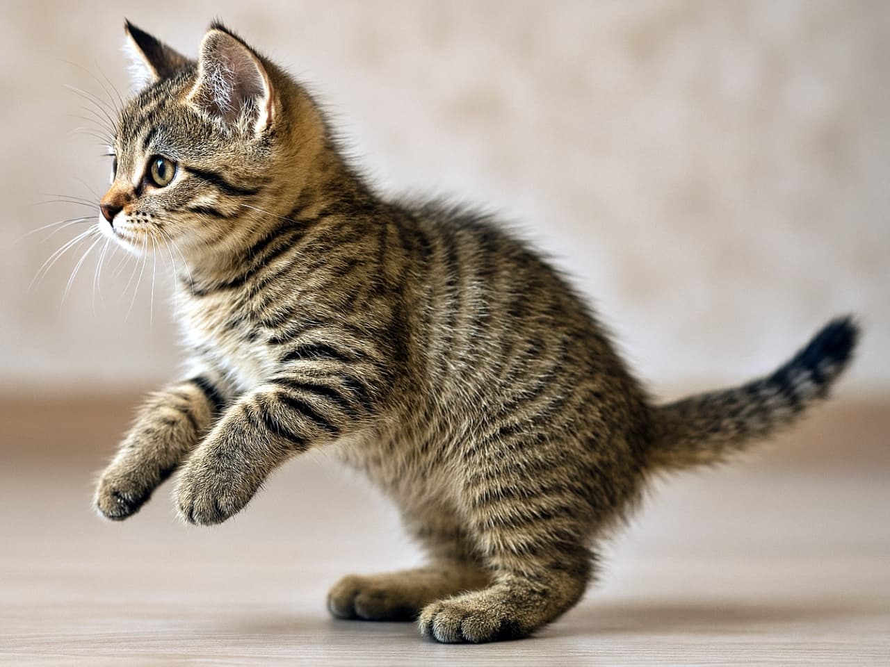 A classic tabby Pixiebob kitten caught mid-motion as it begins to rise on its hind legs, viewed from a sharp side angle with ears upright and full body visible in soft indoor lighting. クラシックタビー柄のピクシーボブ子猫が後ろ足で立ち上がろうとする瞬間を捉えた写真。鋭い横向きの角度から全身が見え、耳は立ち、室内の柔らかな光に包まれている