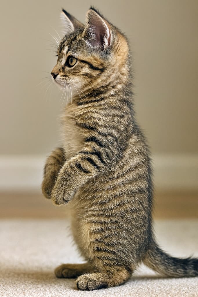Photorealistic side-profile of a classic tabby Pixiebob kitten in a partial meerkat pose, gently lifting its front paws while standing on hind legs. The kitten faces right, with upright ears and detailed fur texture under soft indoor lighting. クラシック・タビー柄のピクシーボブ子猫が、ミーアキャットのように前足を軽く持ち上げて後ろ足で立つ姿を横向きで写したフォトリアルな画像。右向きで耳は立っており、柔らかな室内光のもと毛並みの質感が細かく描写されている