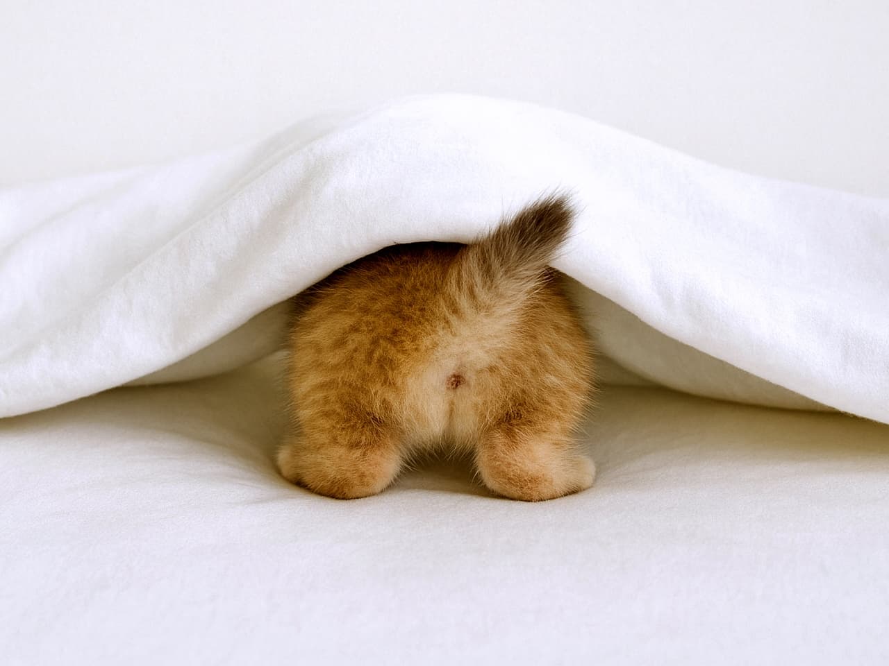 「「ふわふわの子猫のしっぽ」頭隠して尻隠さず🙈💕 短いシッポとあんよが丸見えだよ〜!かくれんぼの天才発見!?」Rear view of a ginger kitten hiding under a white blanket, with only its fluffy butt, hind paws, and a short tail pointing downwards visible. 白いブランケットの下に頭を隠した茶色い子猫の後ろ姿。ふわふわのお尻と、ちょこんと揃えた後ろ足、下向きの短い尻尾だけが見えている