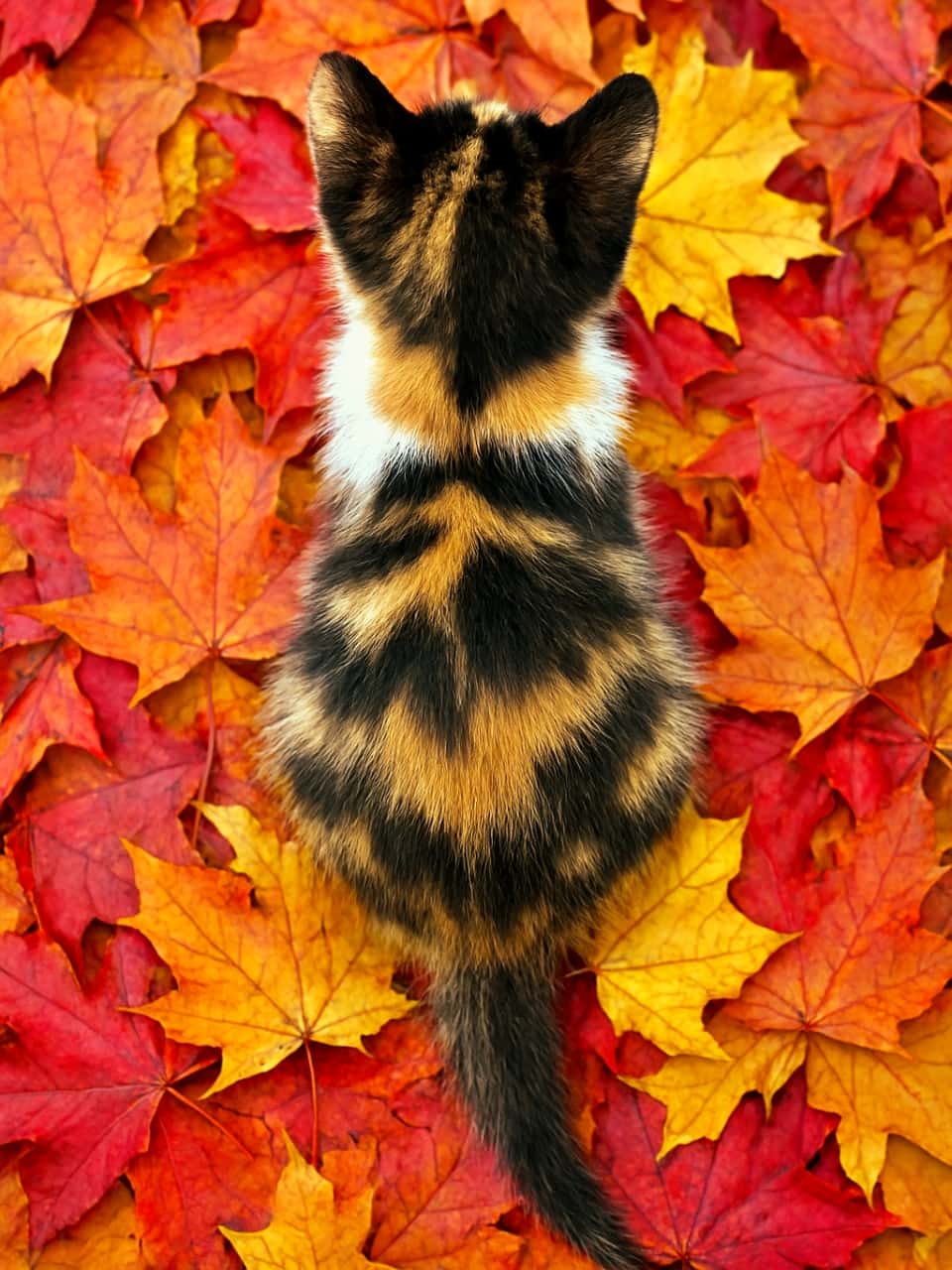 「まるで秋色の絨毯に溶け込んだアート🎨🍁 鮮やかな落ち葉と三毛猫模様の完璧なコラボレーション✨」A tiny calico, still as the season’s breath, resting on a canvas of scarlet and gold. Top-down view of a calico kitten sitting still on a pile of vibrant red and yellow autumn leaves, crisp focus, rich colors, autumn photography 真上から見た三毛猫の子猫が、鮮やかな赤と黄色の落ち葉の上にじっと座っている秋の写真 / Overhead view of a calico kitten sitting perfectly still from behind on a dense pile of vibrant red and orange autumn maple leaves. Its tail extends straight backwards across the leaves. 鮮やかな赤やオレンジのカエデの紅葉が敷き詰められた上に、じっと座っている三毛猫の子猫を真上から捉えた写真。尻尾は葉の上を真っ直ぐ後ろに伸びている