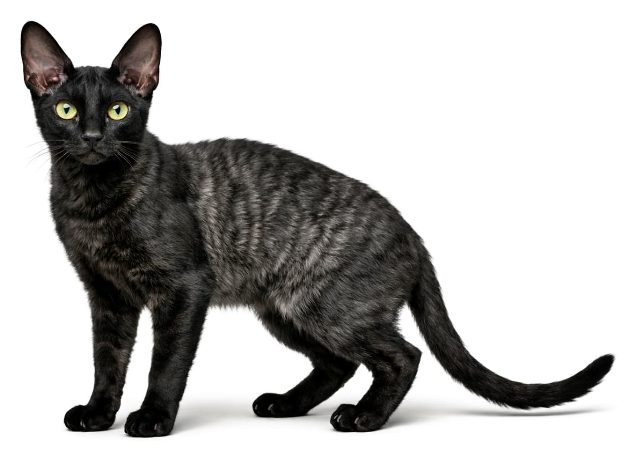 「漆黒に銀が溶け込む、しなやかな美。コーニッシュレックスの洗練された存在感」Photorealistic black smoke Cornish Rex cat standing sideways, full body visible under natural light 自然光の下で全身が写るブラックスモークのコーニッシュレックス猫