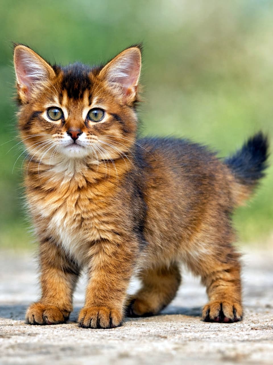 「もふもふ感が現実超え。本当にそこにいるみたいな、奇跡のソマリ子猫✨」Photorealistic Somali kitten with ruddy ticked tabby coat standing outdoors, full body visible, natural light, highly detailed fur and eyes 屋外で自然光を浴びて立つ、全身が写ったルディのソマリ子猫。毛並みと瞳まで精細に再現されたリアルな写真表現