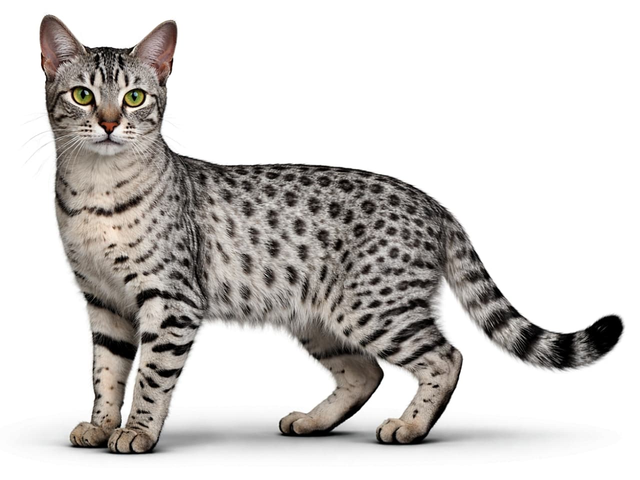 「野生の気品と優雅さをひと目で。シルバーに輝くエジプシャンマウの美しさ✨」Photorealistic silver spotted tabby Egyptian Mau cat standing in profile, full body visible, with natural fur texture and green eyes under soft natural light. シルバースポッテッドタビーのエジプシャンマウ。全身が写ったリアルな毛並みと自然光に輝くグリーンの瞳