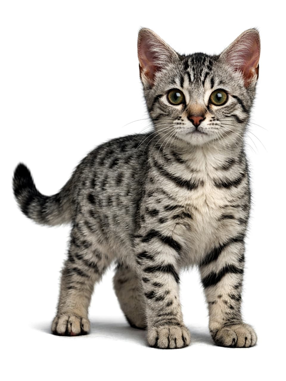 「スポット模様がキラリ✨エジプシャンマウの子猫、全身しっかりモデル立ち！」A photorealistic silver spotted tabby Egyptian Mau kitten standing with its full body visible under natural light 自然光の下で全身が写る、シルバースポッテッドタビーのエジプシャンマウの子猫