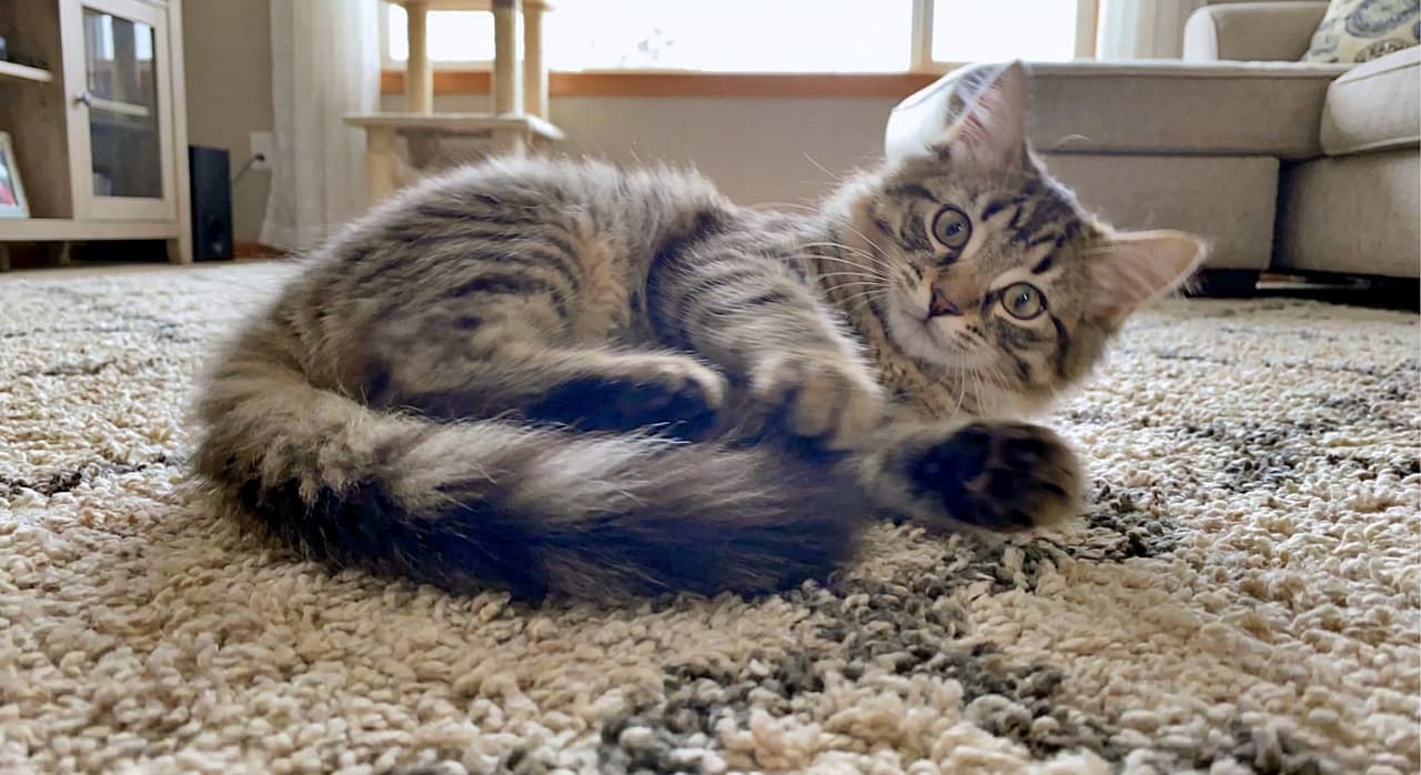 「尻尾つかまえた！😼✨ ラグの上でゴロゴロ大回転🌀 カメラ目線の「ドヤ顔」にキュン💕」Low-angle shot of a fluffy tabby kitten rolling on a textured rug, catching its own large tail. The kitten pauses mid-roll to look at the camera with a playful, innocent expression. 毛足の長いラグの上でゴロンと転がり、自分のふわふわの尻尾を前足で捕まえようとしているキジトラ子猫。遊びの途中でこちらを見つめる、愛らしいカメラ目線