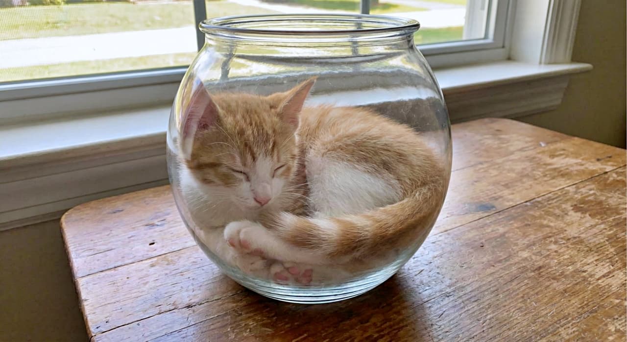 「「猫は液体」を実証中🧪 窓辺の特等席で、丸いガラスにフィットしてお昼寝タイム☀️💤」A ginger and white kitten curled up asleep inside a round glass fishbowl placed on a wooden table. Natural light from a window in the background illuminates the kitten's peaceful form. 窓辺の木製テーブルに置かれた金魚鉢の中で、丸くなって安らかに眠る茶トラ白の子猫。自然光が差し込み、猫の体がガラスの球体にフィットしている様子がわかる