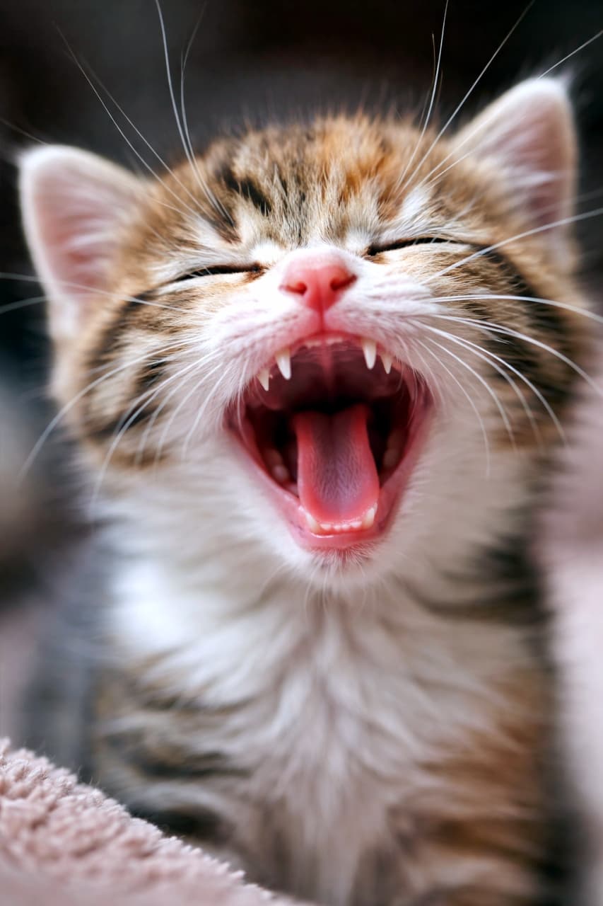 「限界まで開いたお口が可愛すぎる。子猫の全力あくび、心臓にやさしくない破壊力成」A kitten yawning widely in macro view, showing tiny teeth and a pink tongue, eyes tightly shut with trembling whiskers. 大きなあくびをする子猫のマクロ写真。小さな歯とピンクの舌が見え、目をぎゅっと閉じてひげが震えている