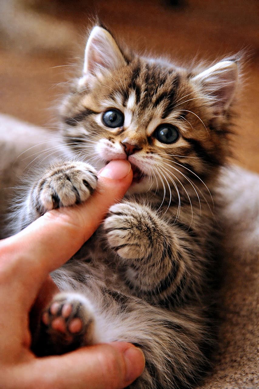 「両手でぎゅっ、からの甘噛み。この無防備さ、信頼されてる証拠です」A tiny tabby kitten gently holding a human finger with both front paws and playfully biting it, showing trust and affection. 人の指を両前足でそっと掴み、甘噛みする小さなキジトラの子猫。信頼と愛情が伝わる瞬間