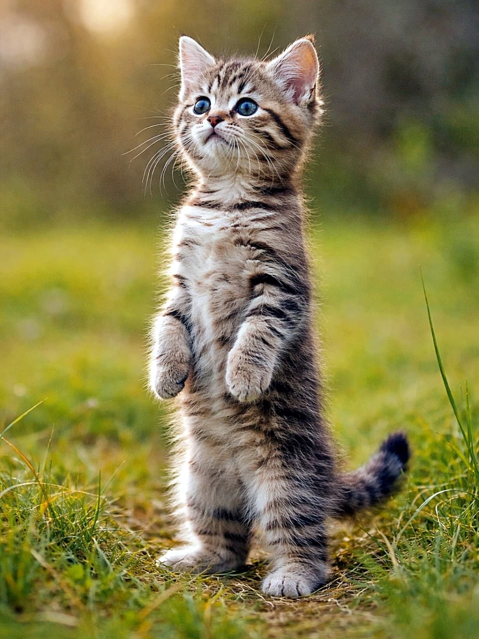「なに見つけたの！？ミーアキャット化して遠くを警戒する子猫が可愛すぎる瞬間🐾」A kitten standing upright on its hind legs like a meerkat, stretching its neck and staring into the distance with an alert expression in a grassy field. 草地で後ろ足だけで直立し、首を伸ばして遠くを見つめるミーアキャット風の子猫