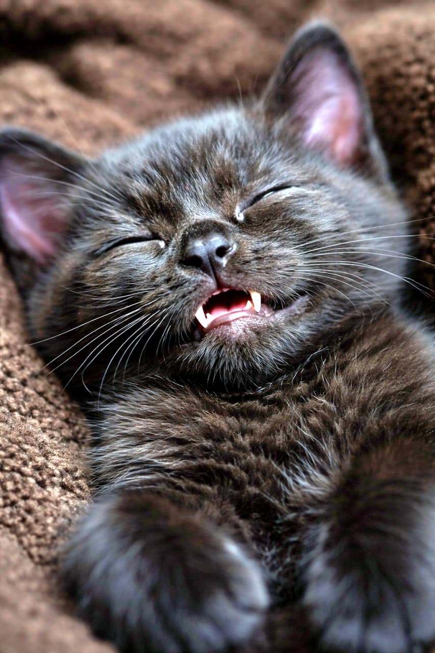 「すやすや眠る黒猫ちゃん。ちょこんと覗く小さな牙に、胸キュン注意報発令中🦇🐾」A close-up of a sleeping black kitten with its mouth slightly open, showing tiny vampire-like fangs, glossy black fur, and a peaceful expression. 口を少し開けて小さな牙が見える、眠っている黒猫の子猫のアップ。艶のある黒い毛並みと穏やかな表情