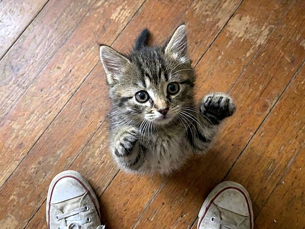 「足元から「抱っこして〜！」🥺 まん丸お目目と一生懸命に伸ばしたお手てに、即座にノックアウト間違いなし💕」A point-of-view shot looking down at a cute brown tabby kitten standing on its hind legs on a wooden floor. The kitten's front paws are reaching up towards the camera in a "pick me up" gesture, with big, begging eyes. The tips of two worn white canvas sneakers are visible at the bottom of the frame. 木の床の上に後ろ足で立ち、カメラに向かって両前足を一生懸命伸ばしているキジトラ子猫を見下ろす主観視点（POV）の写真。大きなおねだりするような瞳で「抱っこして」のジェスチャーをしている。画面の下端には、履き古した白いキャンバススニーカーのつま先が見えている