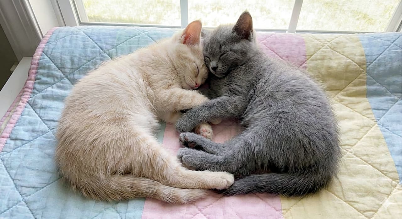 「キルティングマットの上で、手足を絡ませてスヤスヤ🛌 仲良しすぎる寝姿にキュンが止まらない✨」A photograph of two kittens sleeping in a yin and yang position, hugging each other on a pastel-colored quilted mat near a window. A cream kitten and a solid grey kitten have their paws intertwined, sleeping cheek to cheek in pure bliss. 窓辺のパステルカラーのキルティングマットの上で、陰陽のポーズで抱き合って眠る2匹の子猫の写真。クリーム色の子猫とグレーの子猫がお互いの手足を絡ませ、頬を寄せ合って至福の眠りについている