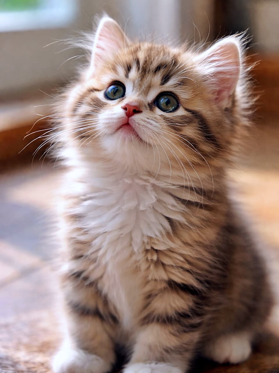 「「上から何が来るの?」きらきらの瞳で世界を見上げる、好奇心100%の子猫 🐾」A fluffy kitten looking up with wide eyes, softly lit by natural light indoors. 自然光に照らされ、上を見上げるふわふわの子猫