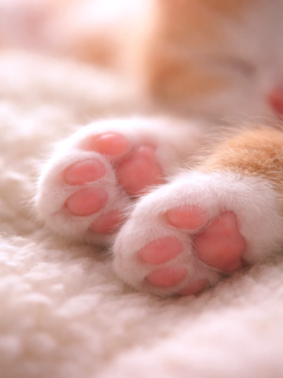 「思わず触れたくなる、ぷにぷに肉球のアップ。やさしい光に包まれて、癒し力が限界突破…!」Close-up of a kitten’s soft pink paw pads resting on a fluffy blanket, captured in gentle natural light. ふわふわのブランケットの上で休む、子猫のやわらかい肉球をやさしい光で捉えたクローズアップ写真