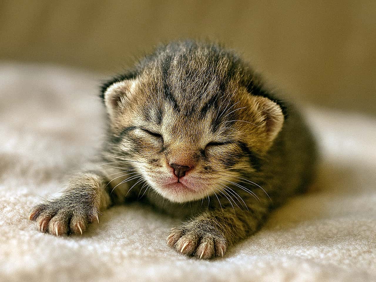 「ちいさな命がそっと伸びをする、はじまりの瞬間」4‑day‑old brown mackerel tabby domestic shorthair kitten, eyes closed and ears still folded, weakly stretching one tiny paw forward while lying on a soft blanket under warm indoor light; realistic depiction of the same individual kitten as in previous scenes. 生後4日のブラウン・マッカレルタビーの短毛子猫が、目を閉じたまま耳もまだ折れた状態で、柔らかい毛布の上で小さな前足を弱々しく伸ばしている様子。暖かい室内光のもとで描かれた、前回までと同じ個体のリアルな描写