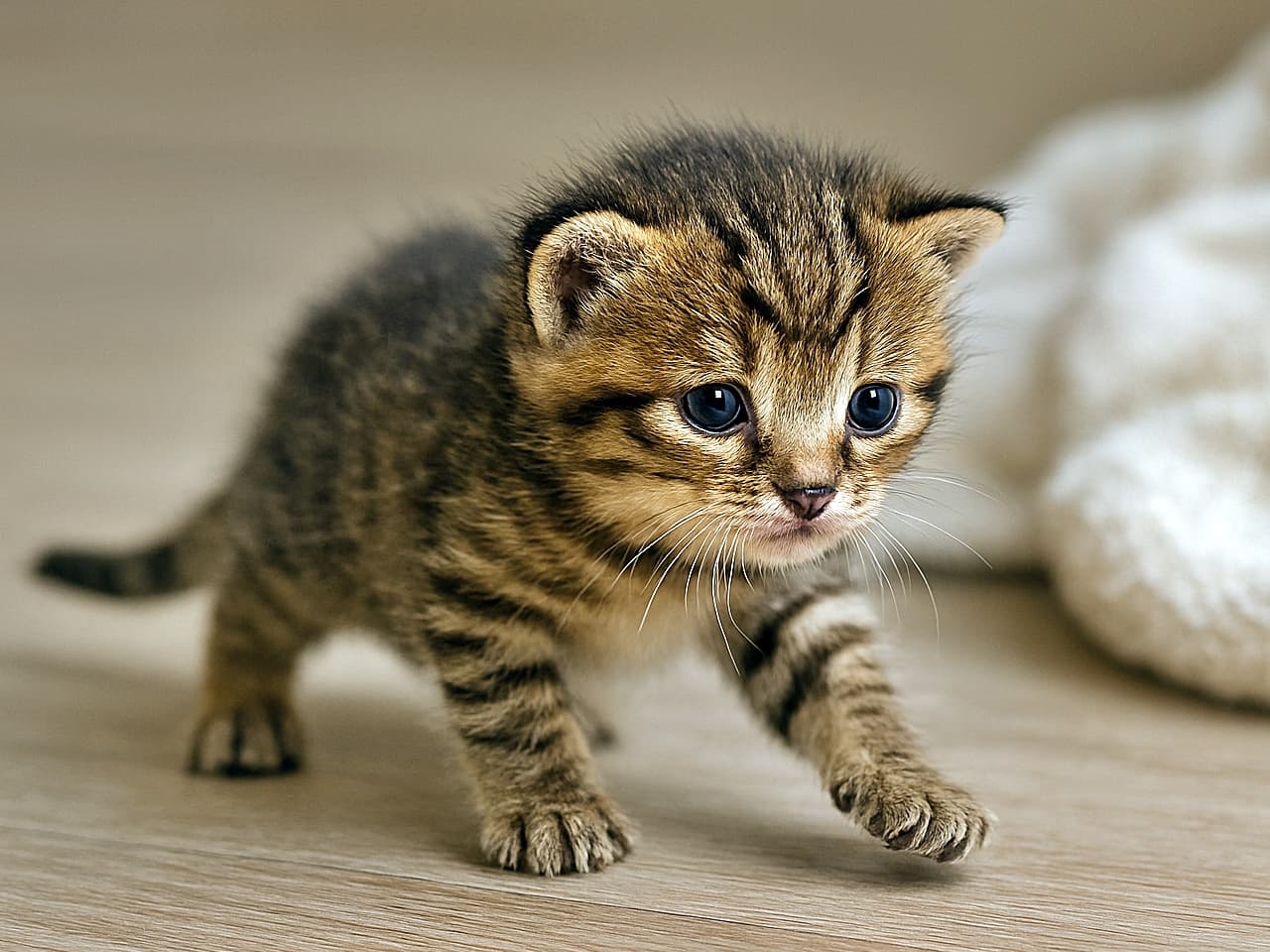 「よちよちの冒険、はじめの一歩!」A 22-day-old brown mackerel tabby domestic shorthair kitten with blue eyes takes a few wobbly steps on an indoor wooden floor. Its fluffy coat shows distinct dark stripes and a low tail, and a soft blanket lies nearby. 生後22日の茶色のサバトラ柄の短毛種子猫が、室内の木の床でよろよろと数歩を踏み出している。ふわふわの毛並みにくっきりとした縞模様があり、尻尾は低く、そばには柔らかい毛布が置かれている