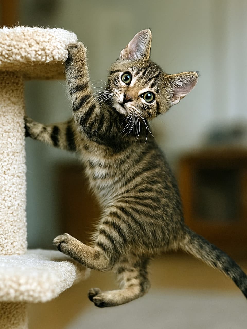 「登るのだって遊びのうち!元気いっぱい、好奇心全開のちびタビー☆」A lively 8.5-week-old brown mackerel tabby domestic shorthair kitten with clear green eyes climbs a beige carpeted cat tree indoors. Its sleek striped coat and dynamic pose convey playful energy in a softly lit room. 室内のキャットタワーを登る、生後8週半の茶色のマッカレルタビー柄の短毛種子猫。緑の瞳が輝き、滑らかな縞模様の毛並みと元気なポーズが遊び心を伝える