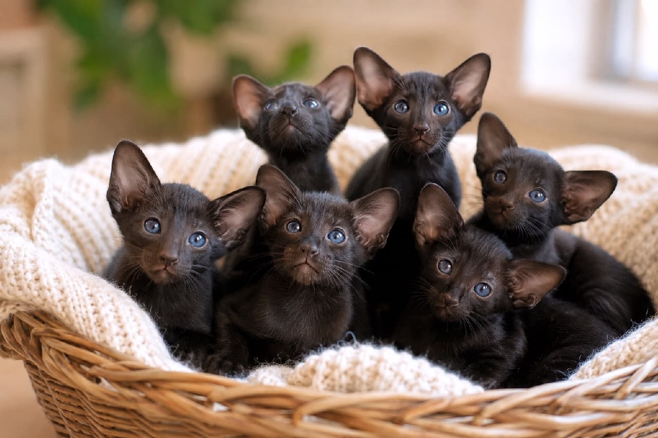 「おっきなお耳とツヤツヤの黒毛がスタイリッシュ!🐈⬛✨オリエンタルショートヘアの美しすぎる子猫たちに夢中🖤 #オリエンタルショートヘア #猫好きさんと繋がりたい #子猫 #ねこのいる幸せ #猫のいる暮らし #子猫の魅力」Ultra-realistic high-quality photograph of elegant Oriental Shorthair (Ebony) kittens with large ears and sleek black coats cuddling in a wicker basket on a soft knitted blanket. Their wide, curious blue eyes look in various directions against a cinematic bokeh background with soft natural lighting, creating a mystical and heartwarming atmosphere. ふかふかのニット毛布が敷かれた籐のバスケットに集まる、オリエンタルショートヘア(エボニー/漆黒)の子猫たち。特徴的な大きな耳とシャープな顔立ち、そして光を反射する艶やかな黒い短毛が印象的です。窓辺の穏やかな自然光の中、澄んだキトンブルーの瞳を輝かせて色々な方向を見つめる姿が、シネマティックな背景のボケと相まって神秘的な雰囲気を醸し出しています