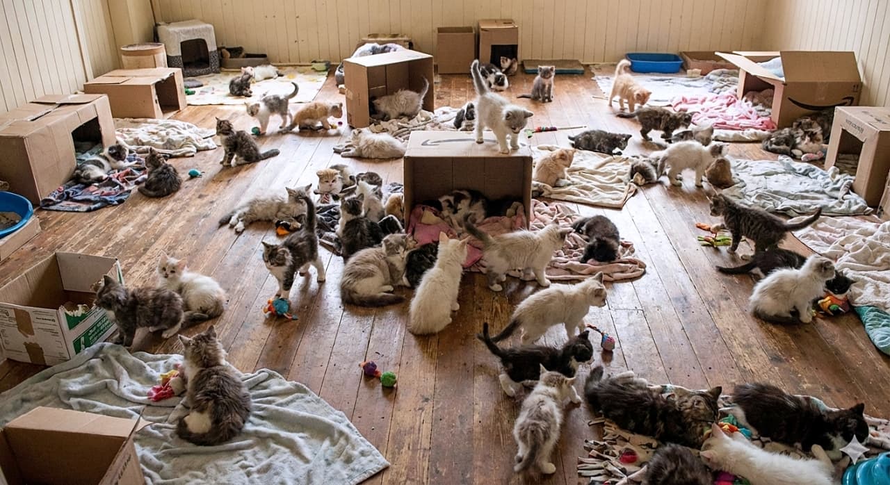 「部屋中どこを見ても子猫だらけ！📦💨 段ボールやおもちゃで自由気ままに大はしゃぎするモフモフ空間🐱✨」A dynamic, realistic scene of dozens of kittens under 8 weeks old interacting freely in a room with wooden floors. The kittens, in various coat patterns, are scattered across the space with no clear focal point, actively exploring cardboard boxes, playing with toys, and wrestling on blankets. 板張りの床の部屋で自由気ままに過ごす、生後8週未満の数十匹の子猫たちのダイナミックな写真。明確な中心はなく、画面のあちこちで段ボール箱を探検したり、おもちゃで遊んだり、毛布の上でじゃれ合ったりと思い思いに行動している