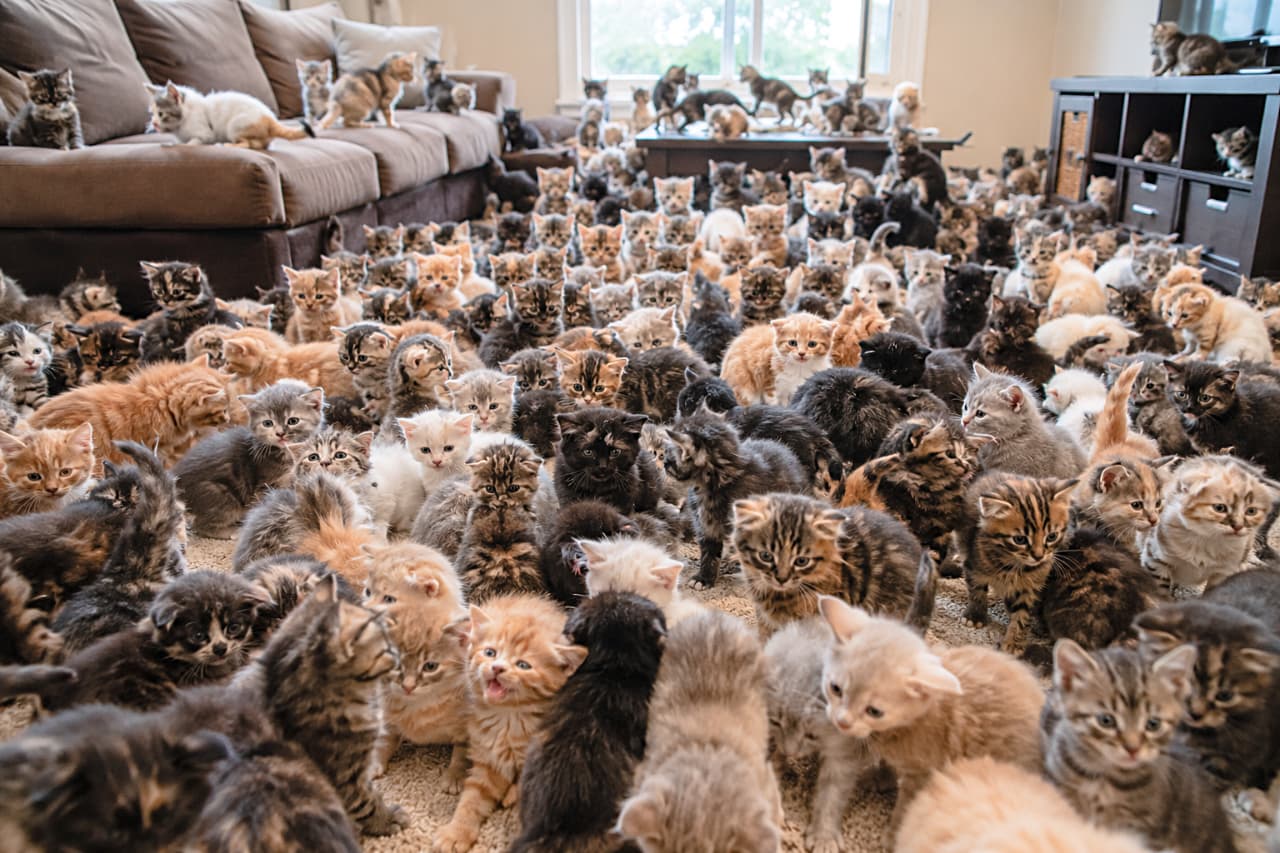 「リビングの床が見えないほどの猫、猫、猫!🐈🐈⬛🐾 柔らかな朝陽の中でわちゃわちゃと遊ぶ子猫の群れに、思わず顔がほころんでしまいますね🌅✨」Ultra-realistic high-quality photograph of dozens of kittens under 8 weeks old covering an entire living room floor, illuminated by soft morning light. The mixed-breed kittens, featuring various coat colors and patterns like tabby, calico, solid black, and tortoiseshell, are climbing over each other and looking around curiously. A brown sofa and a dark wood TV stand are visible in the background. 柔らかな朝の光が差し込むリビングルームの床一面を、生後8週未満と思われる数え切れないほどの子猫たちが埋め尽くしている光景。キジトラ、三毛、黒、サビ、茶トラなど、多様な毛色や模様のミックス猫たちが、お互いによじ登ったり、好奇心旺盛にあたりを見回したり、鳴き声を上げたりしています。背景にはブラウンのソファや木製のテレビボードが配置され、圧倒的な生命力と愛らしさが共存する、超リアルで高画質な写真
