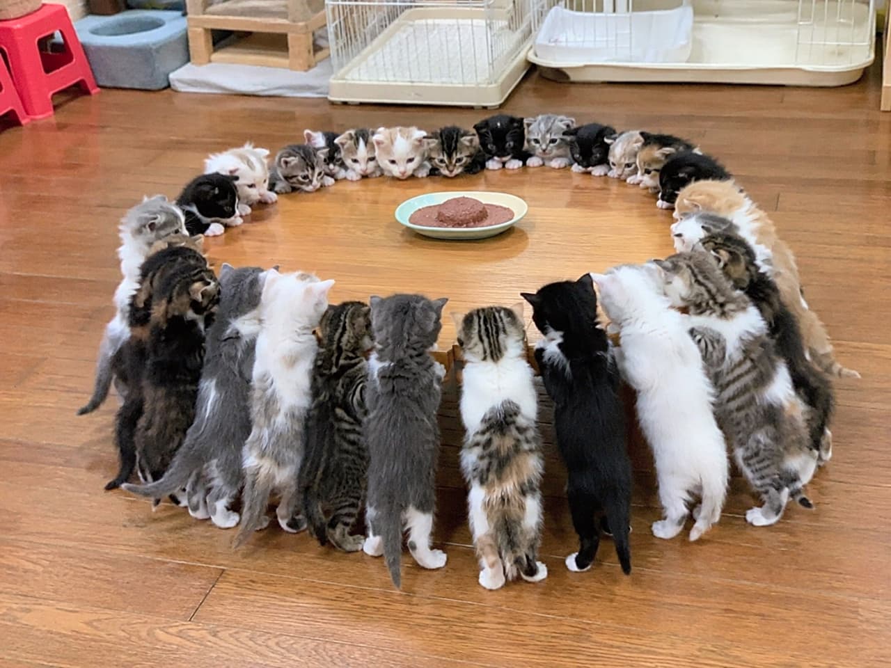 「芸術的な猫の円陣、完成!🍽️🐈みんなで仲良く食べる後ろ姿が愛おしすぎますね💕 #子猫のご飯 #猫の円陣 #子猫のいる暮らし #猫好きさんと繋がりたい」Ultra-realistic high-quality photograph of dozens of colorful kittens forming a perfect circle as they gather around a single plate of wet food on a wooden floor. Their cute backs and profiles are lined up as they stand on their hind legs to eat. 木の床の上に置かれた一つのお皿を、数十匹の小さな子猫たちがぐるりと円を描くように囲んで食事をする高品質写真。立ち上がったり背伸びをしたりしながらウェットフードに夢中になる、サビ猫、キジ白、黒猫などの多様な毛色の後ろ姿や横顔が愛らしく並ぶ情景